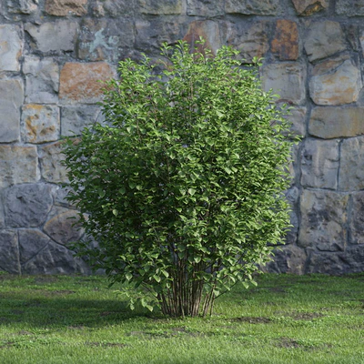 plants and bushes 033 — Descargar