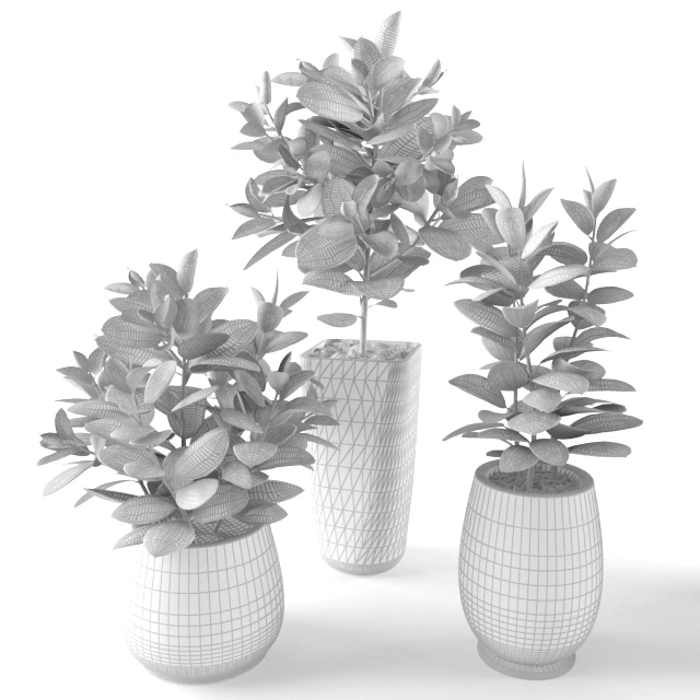 Ficus Ficus — Descargar