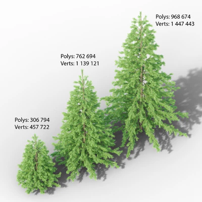 Young spruce — Ver 3