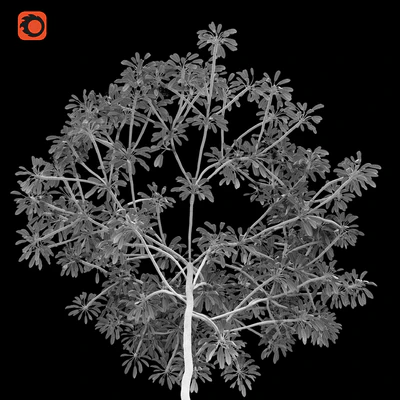 Plumeria tree — Вид 6