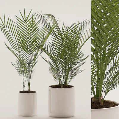 Plants 144 — Ver 1