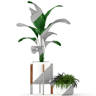Plants collection 194 — Вид 3