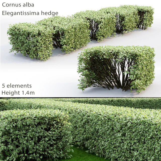 Derain white Elegantissima | Cornus Alba Elegantissima hedge # 3 — Descargar