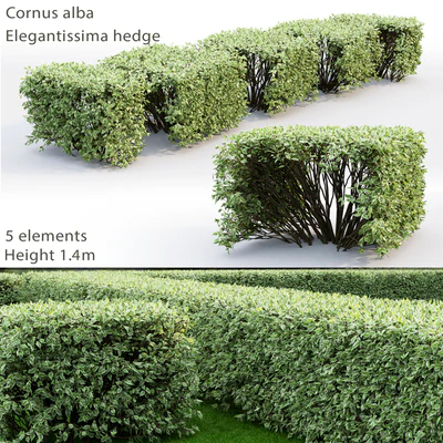 Derain white Elegantissima | Cornus Alba Elegantissima hedge # 3 — Ver 1