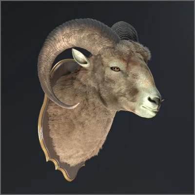 Altai argali — Ver 3