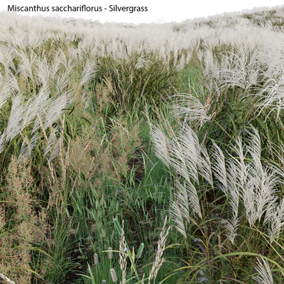 Miscanthus sacchariflorus - Silvergrass 02 — Ver 5