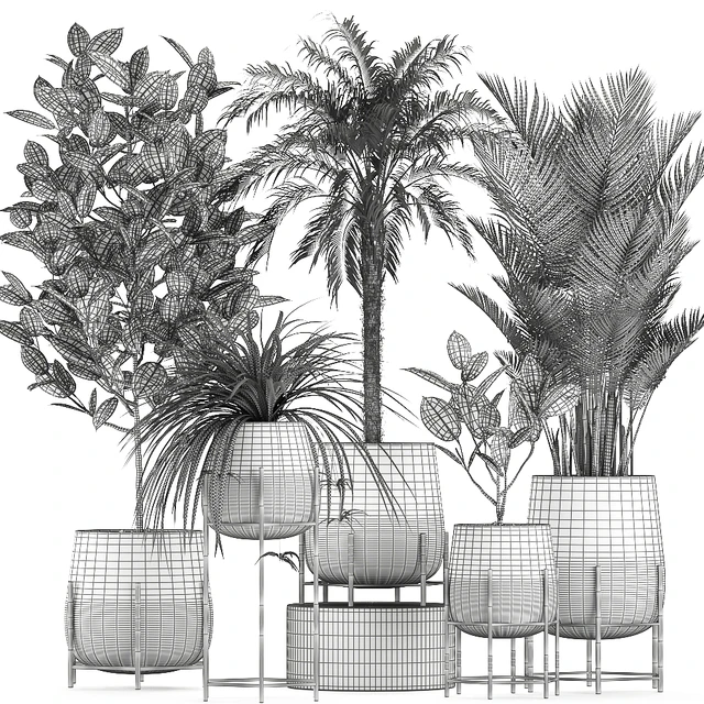 Collection of small plants in black pots on legs with Date palm, ficus, Chlorophytum, Abidjan. Set 627. — Descargar