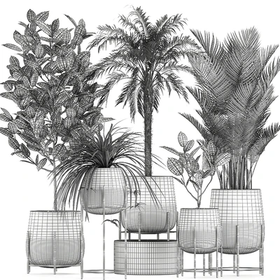 Collection of small plants in black pots on legs with Date palm, ficus, Chlorophytum, Abidjan. Set 627. — Ver 5
