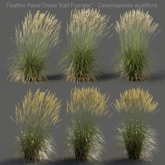 Feather Reed Grass - Calamagrostis acutiflora - High — Скачать