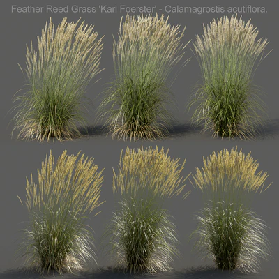 Feather Reed Grass - Calamagrostis acutiflora - High — Вид 1