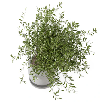Indoor Plants in rusty Concrete Pot - Set 281 — Ver 4