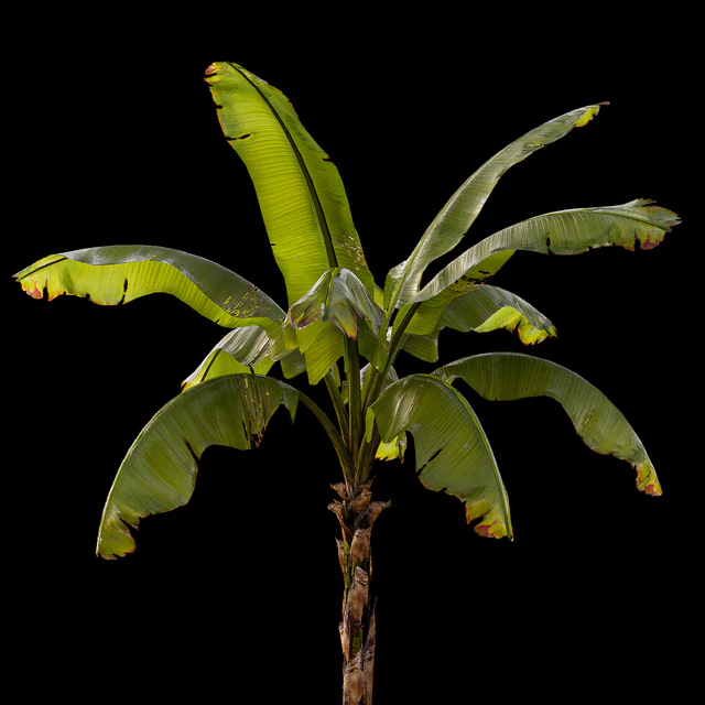 banana palm — Descargar