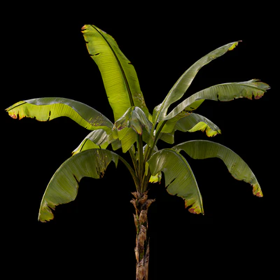 banana palm — Ver 6