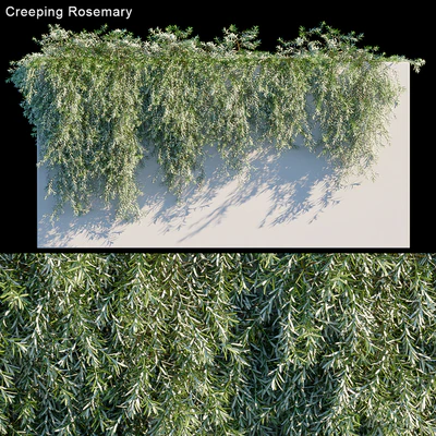 Creeping Rosemary — Ver 1