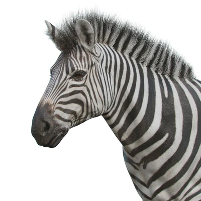 Zebra — Вид 3