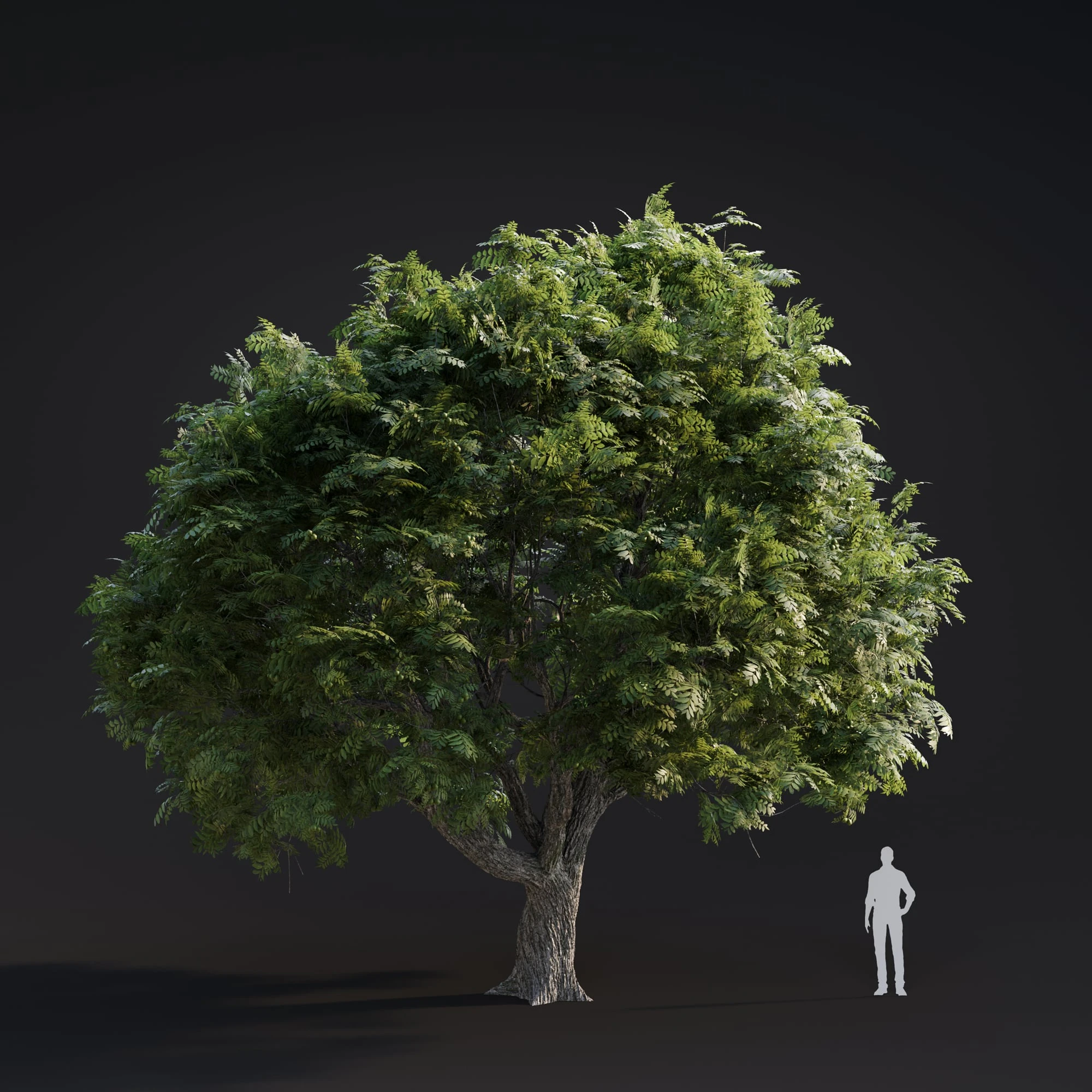 011 juglans major — Descargar