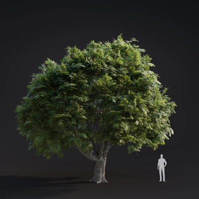 011 juglans major — Descargar
