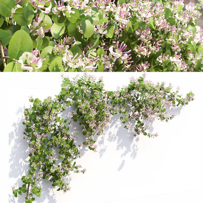 Lonicera flowering # 1 — Ver 6