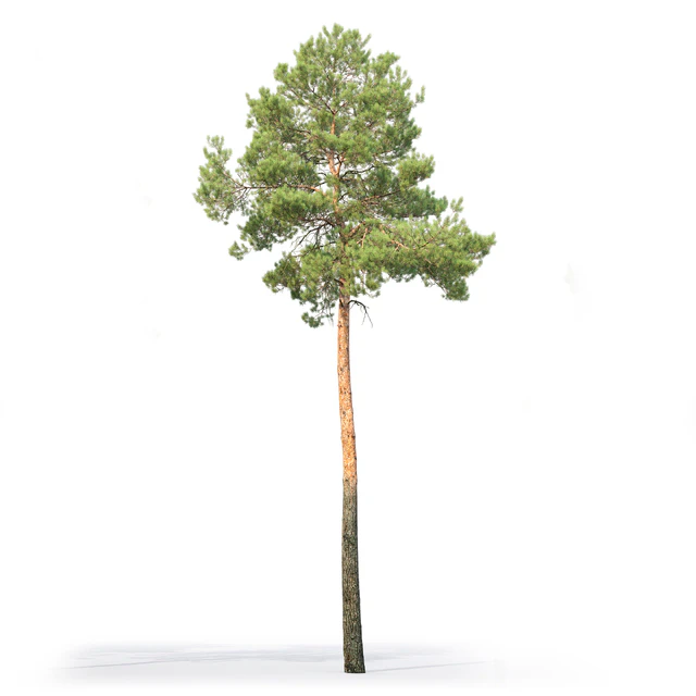 Pine — Download