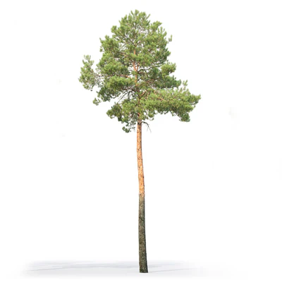Pine — View 3