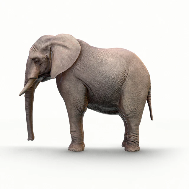 Elephant / Elephant — Download