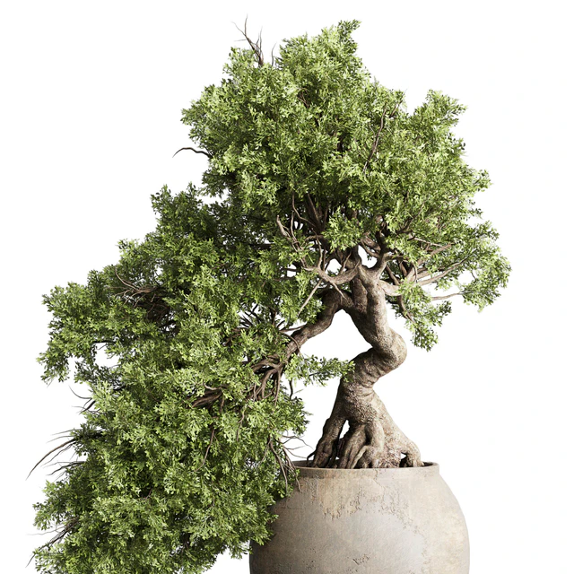Bonsai tree in an old earthenware vase indoor plant 343 — Descargar
