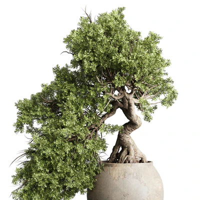 Bonsai tree in an old earthenware vase indoor plant 343 — Ver 4