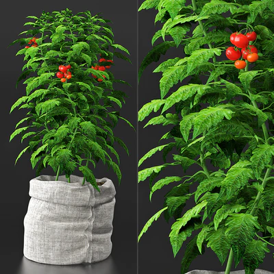 Tomato plant — Вид 1