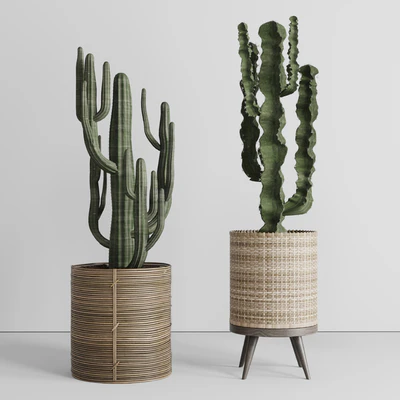 Cactus in basket — Ver 5