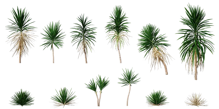 spineless yucca 001 — Descargar