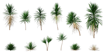 spineless yucca 001 — Descargar