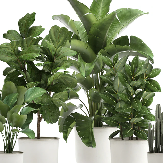 Collection of plants in white pots with banana palm, ficus tree, Strelitzia. Set 906. — Descargar