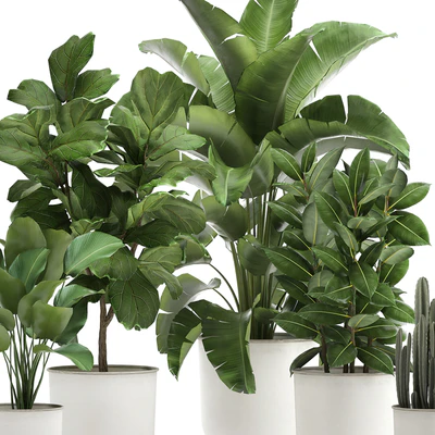 Collection of plants in white pots with banana palm, ficus tree, Strelitzia. Set 906. — Ver 5