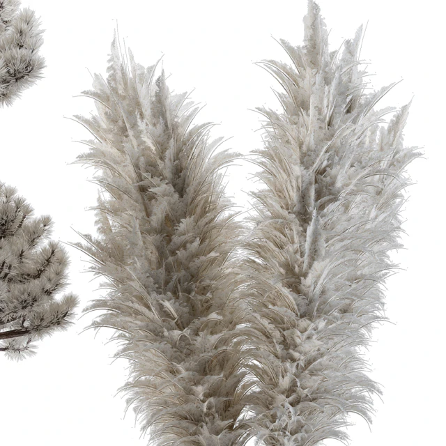 Dry plants 22 - Big Pampas asteroid Pot — Скачать