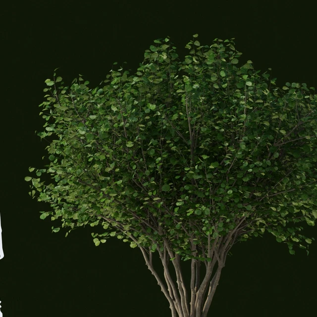 Лещина обыкновенная | Corylus avellana — Скачать