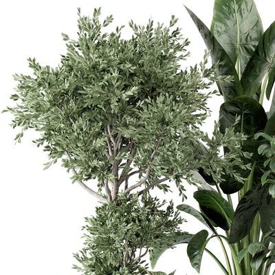 Indoor Plants  in rusty Concrete Pot - Set 584 — Вид 6