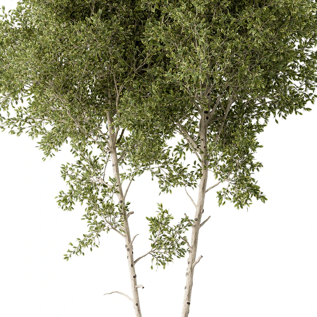Outdoor Plants 472 - Tree in Pot — Descargar