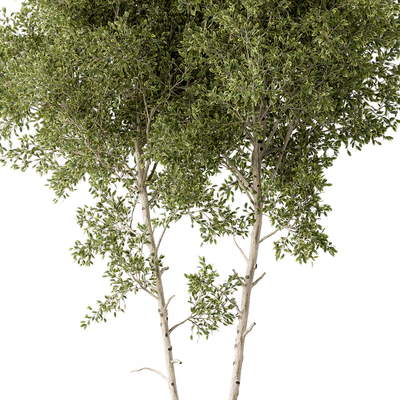 Outdoor Plants 472 - Tree in Pot — Ver 3