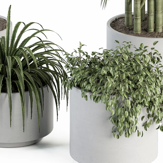 indoor Plant Set 257 - Plant Set in pot — Descargar