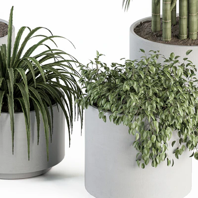 indoor Plant Set 257 - Plant Set in pot — Ver 7