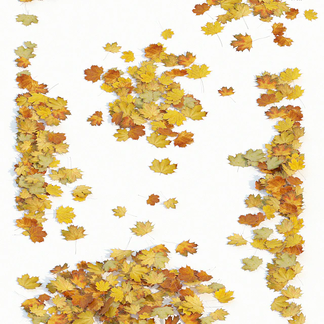 Autumn maple leaves — Download