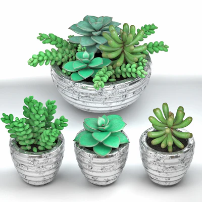 Succulents — Ver 2