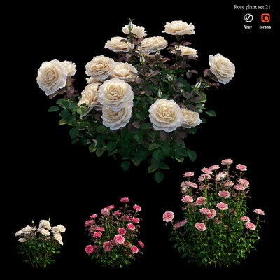 Rose plant set 21 — Вид 5