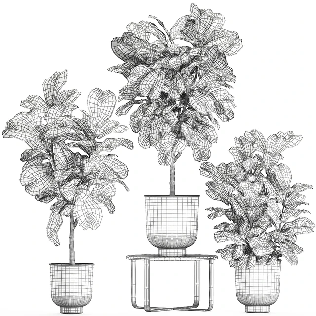 A collection of decorative small trees with large leaves in a black pot Ficus lyrata. Set 854. — Descargar