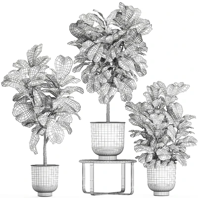 A collection of decorative small trees with large leaves in a black pot Ficus lyrata. Set 854. — Ver 5