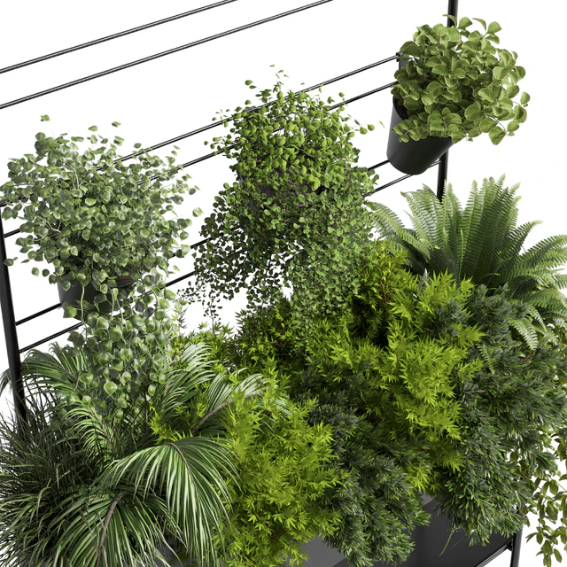 Collection Indoor plant 126 Auckland Black Metal Flower Box plant ivy fern pots — Скачать