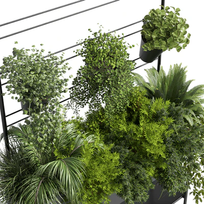 Collection Indoor plant 126 Auckland Black Metal Flower Box plant ivy fern pots — Вид 5