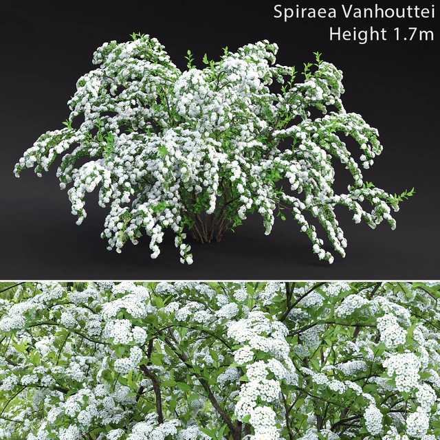 Spiraea Vanhouttei — Скачать