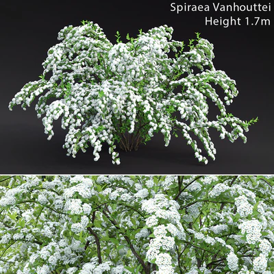 Spiraea Vanhouttei — Вид 1