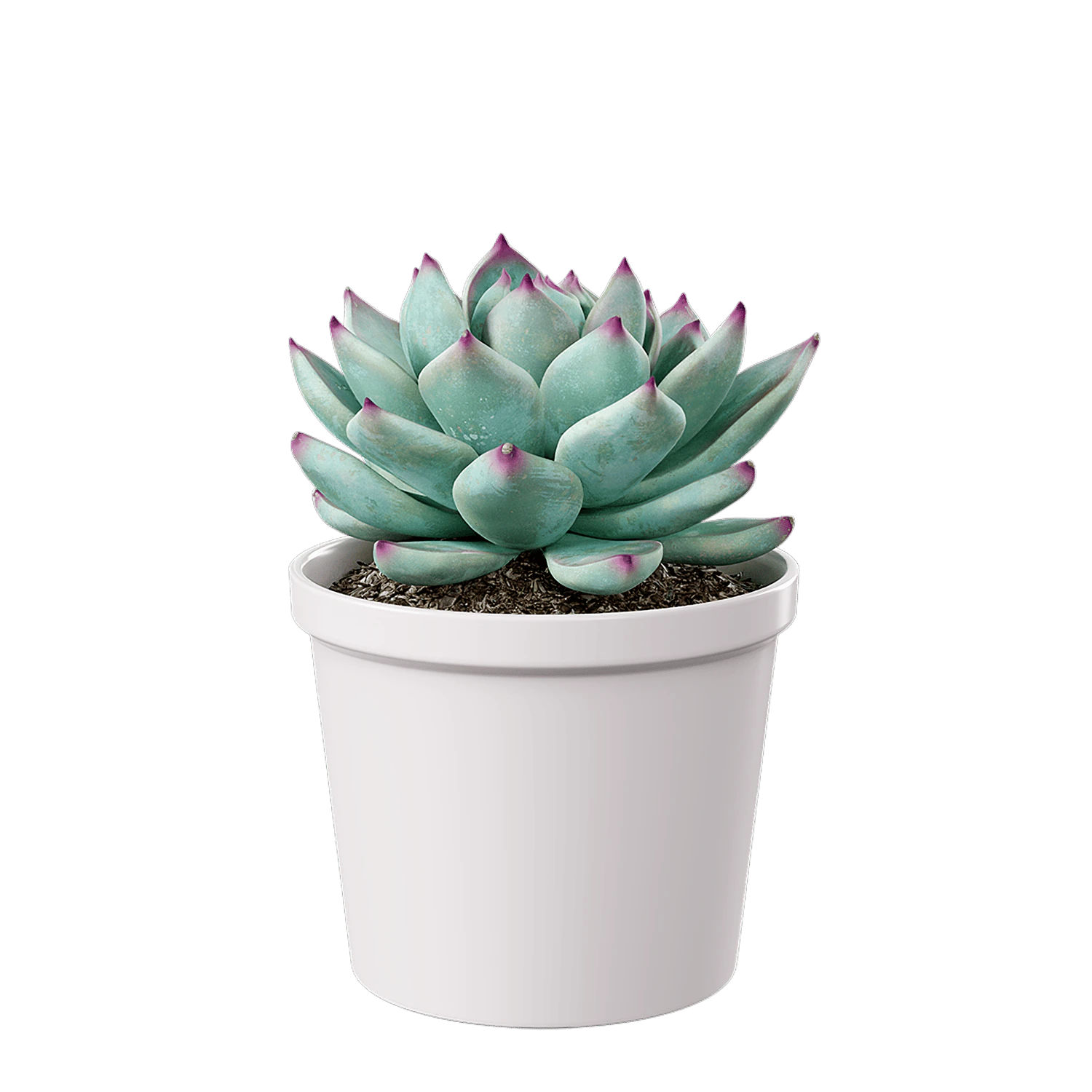 plant succulent tippy — Descargar